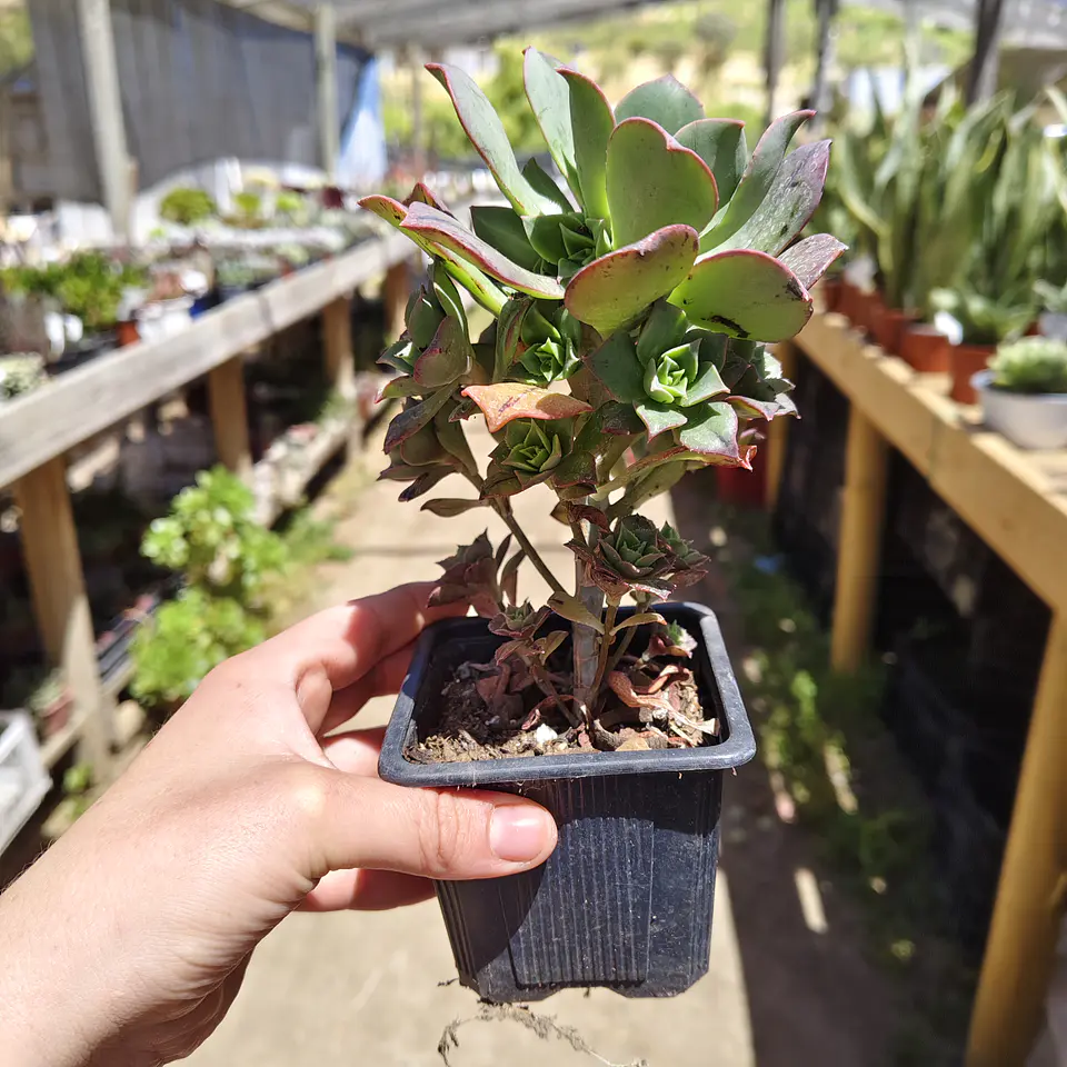 Aeonium Kunkel 3