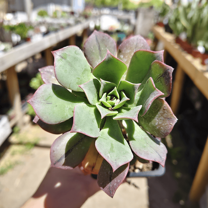 Aeonium Kunkel 4