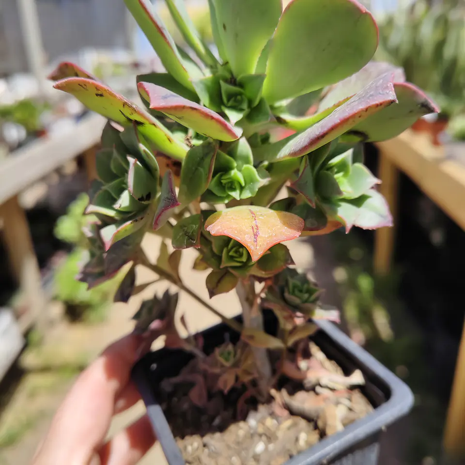 Aeonium Kunkel 2