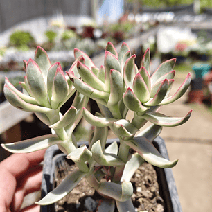 Crassula Candy Cane