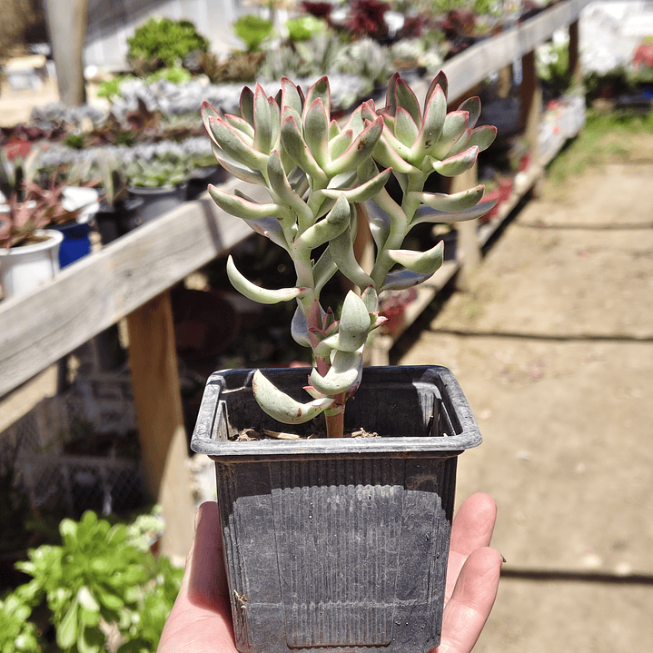 Crassula Candy Cane 2