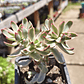 Crassula Candy Cane - Miniatura 3