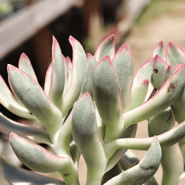 Crassula Candy Cane 4