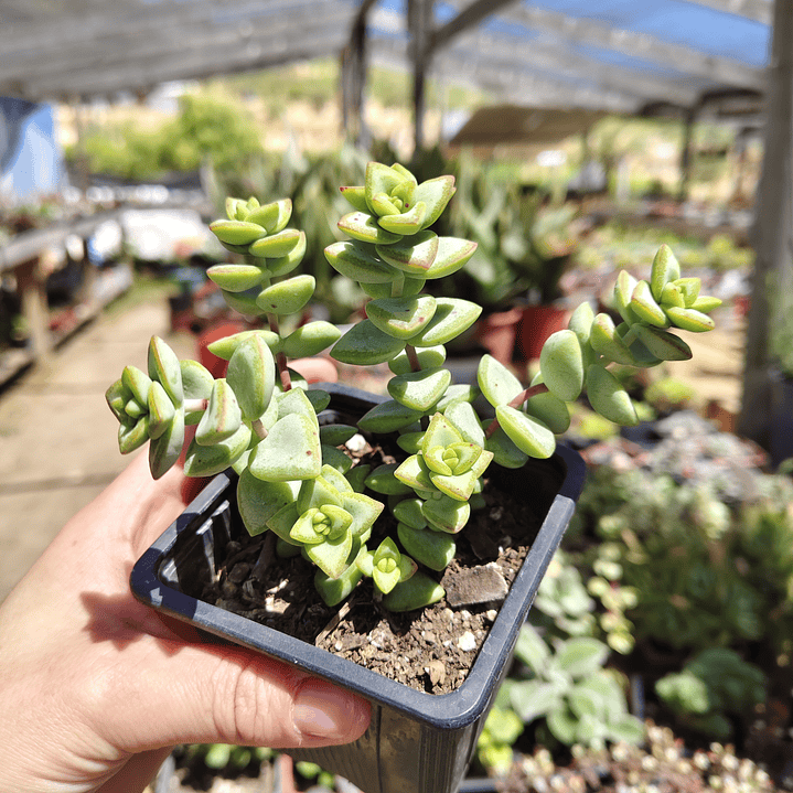 Crassula Rupestris ssp. Rupestris 3