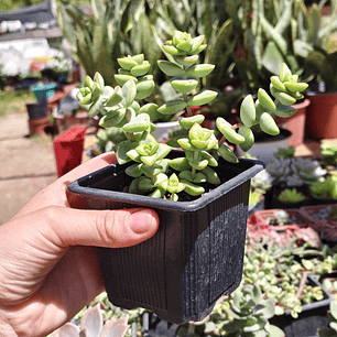 Crassula Rupestris ssp. Rupestris