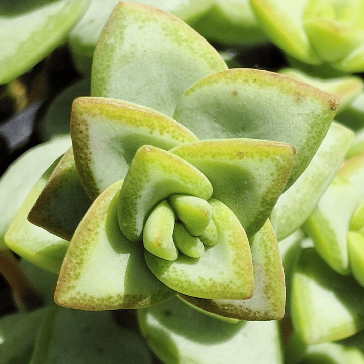 Crassula Rupestris ssp. Rupestris 2
