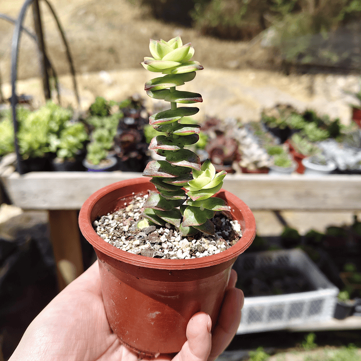 Crassula Perforata Variegada 2