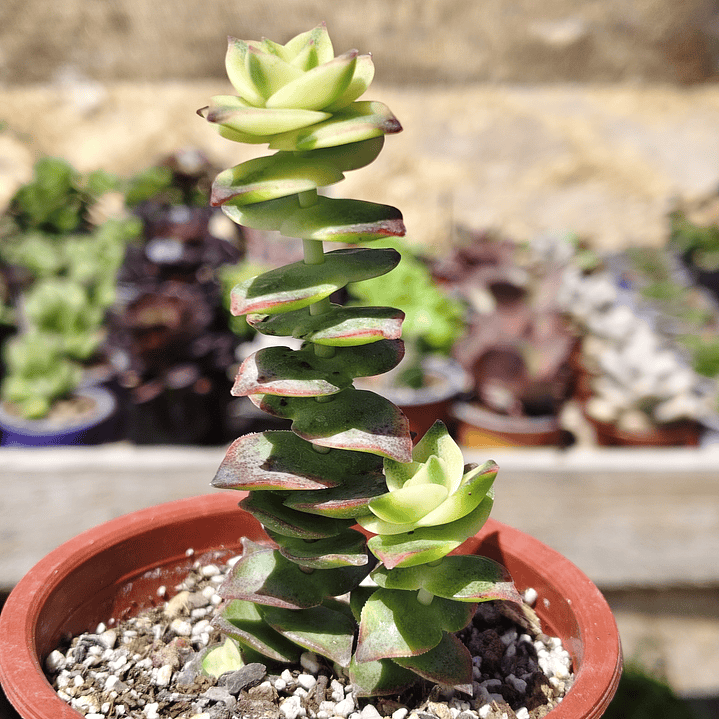 Crassula Perforata Variegada 3