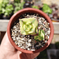 Crassula Perforata Variegada - Miniatura 4