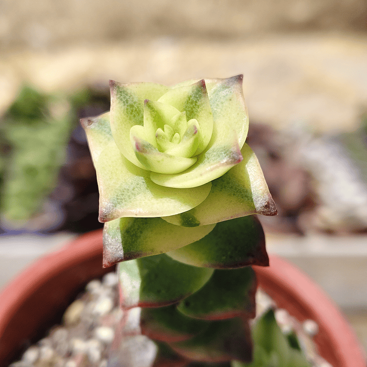 Crassula Perforata Variegada 1