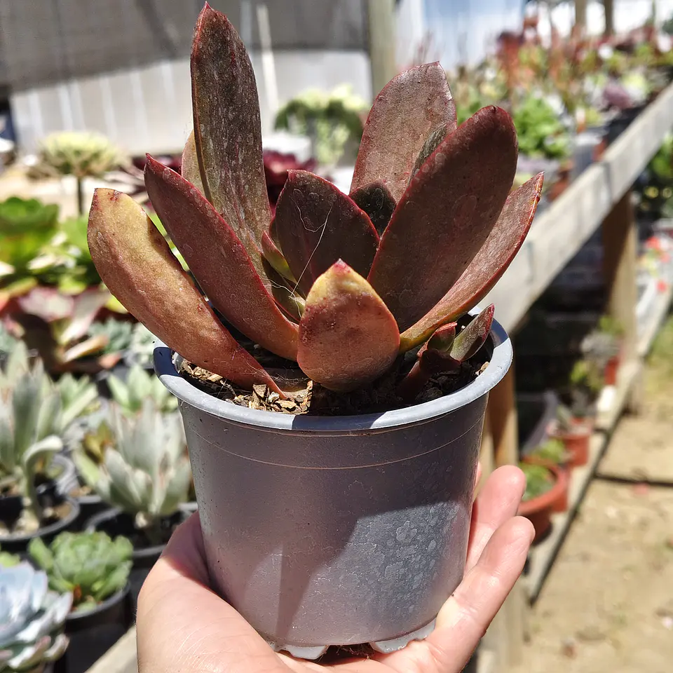 Echeveria Hibrida 2