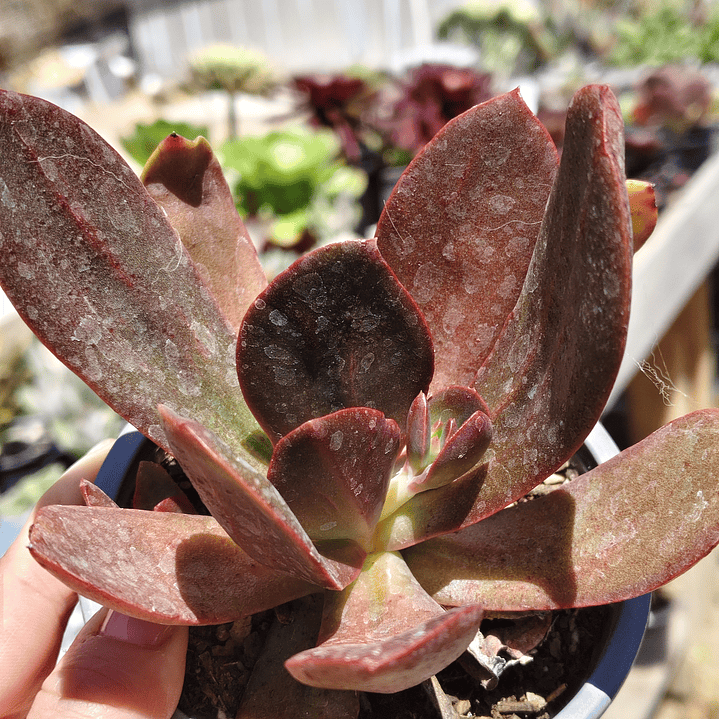 Echeveria Hibrida 3