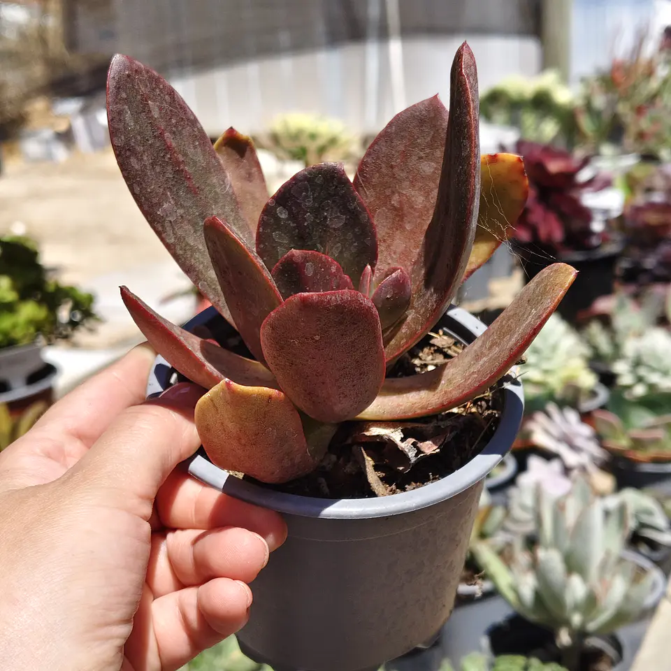 Echeveria Hibrida 1
