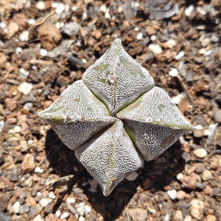 Astrophytum myriostigma var. quadricostatum 1