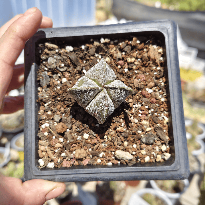 Astrophytum myriostigma var. quadricostatum 3