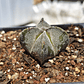 Astrophytum myriostigma var. quadricostatum - Miniatura 2