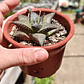 Haworthia  tessellata - Miniatura 8