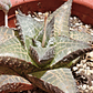 Haworthia  tessellata - Miniatura 4