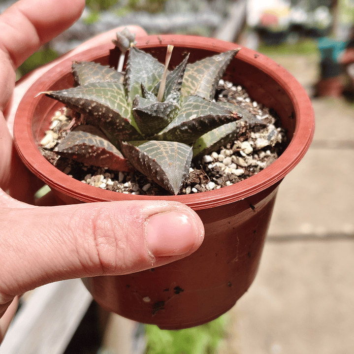Haworthia  tessellata 3