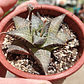 Haworthia  tessellata - Miniatura 1