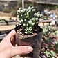 Delosperma Lehmanii - Miniatura 3