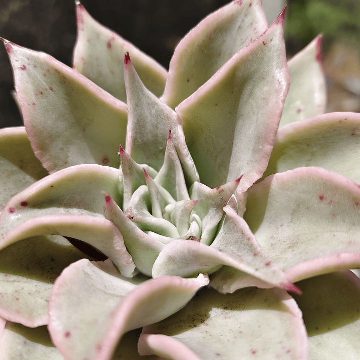 Echeveria Madiba 10