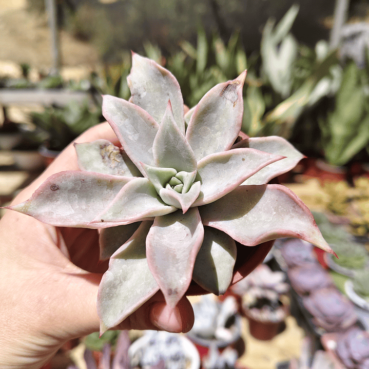 Echeveria Madiba 5