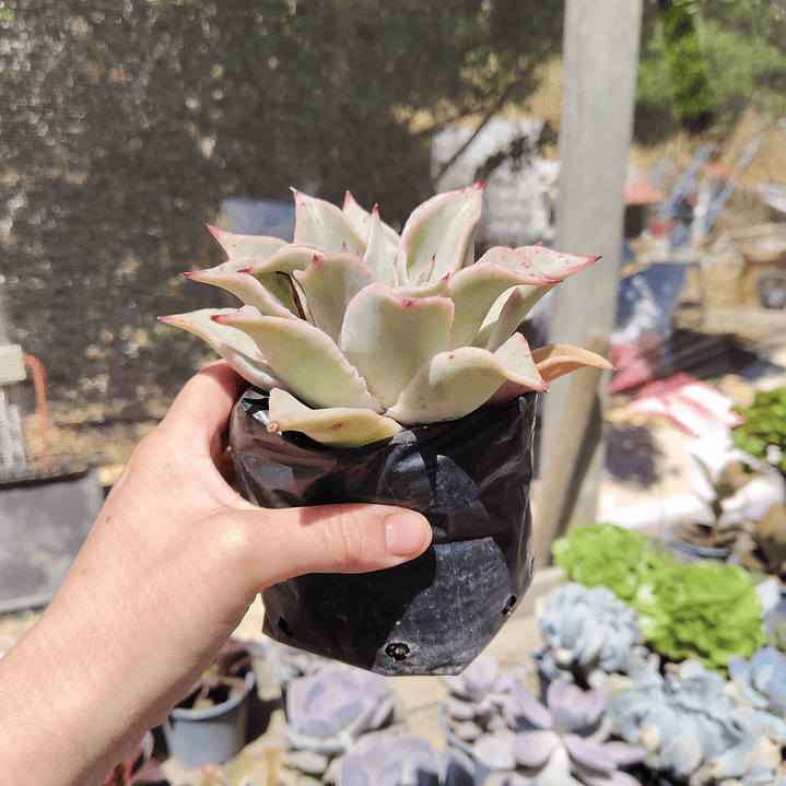 Echeveria Madiba 6