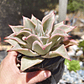 Echeveria Madiba - Miniatura 7