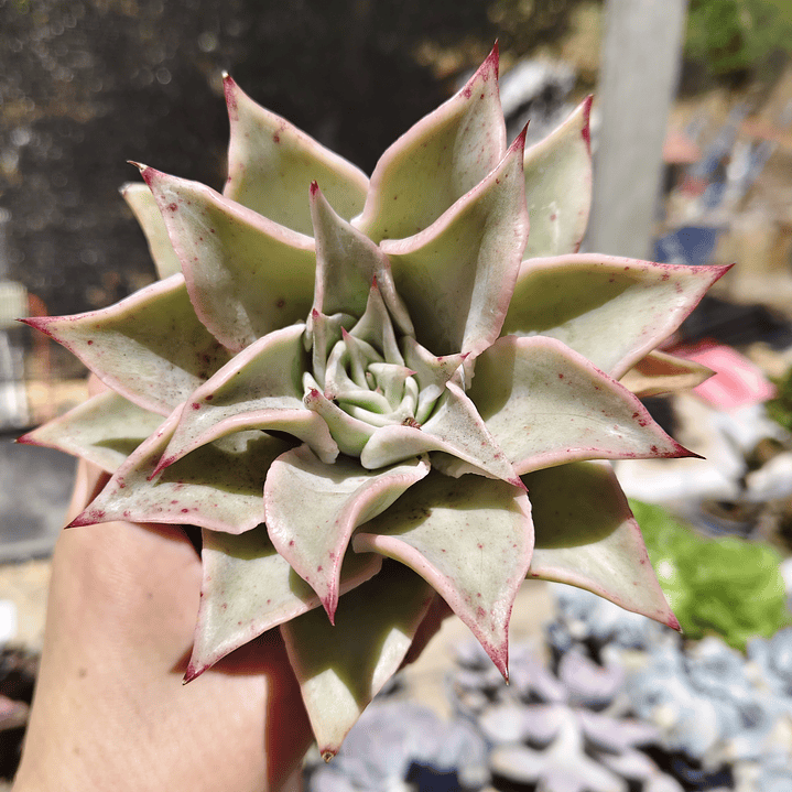 Echeveria Madiba 1