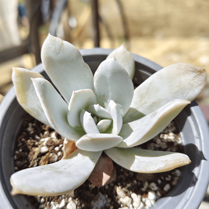 Echeveria Cali Argentea 1