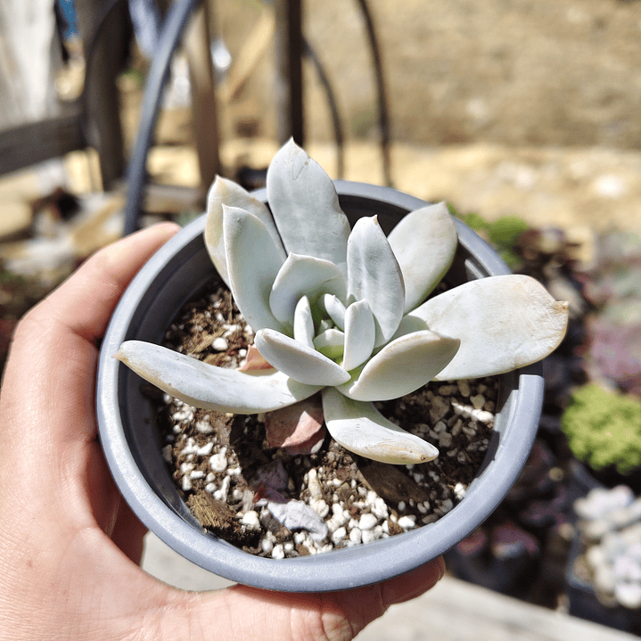 Echeveria Cali Argentea 2