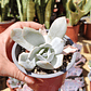Echeveria Cali Argentea - Miniatura 3