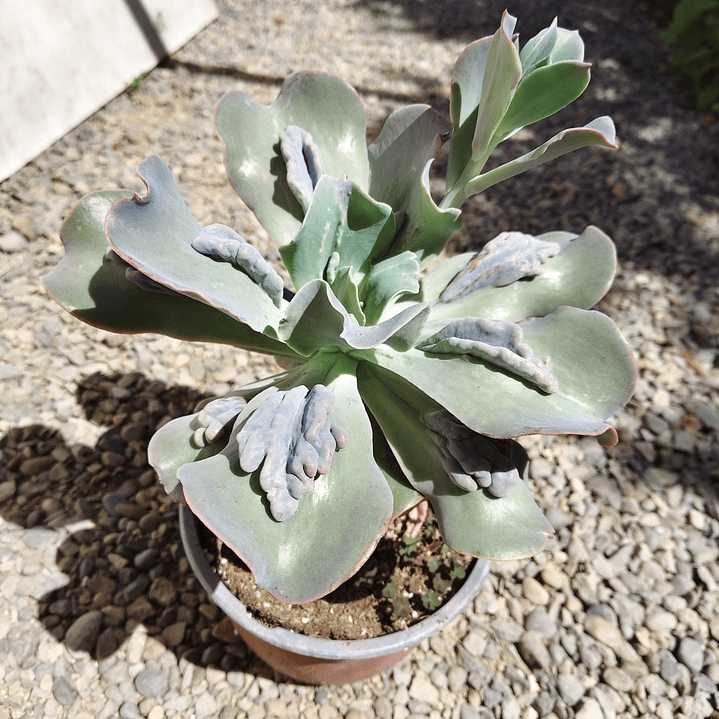 Echeveria Paul Bunyan XL 3