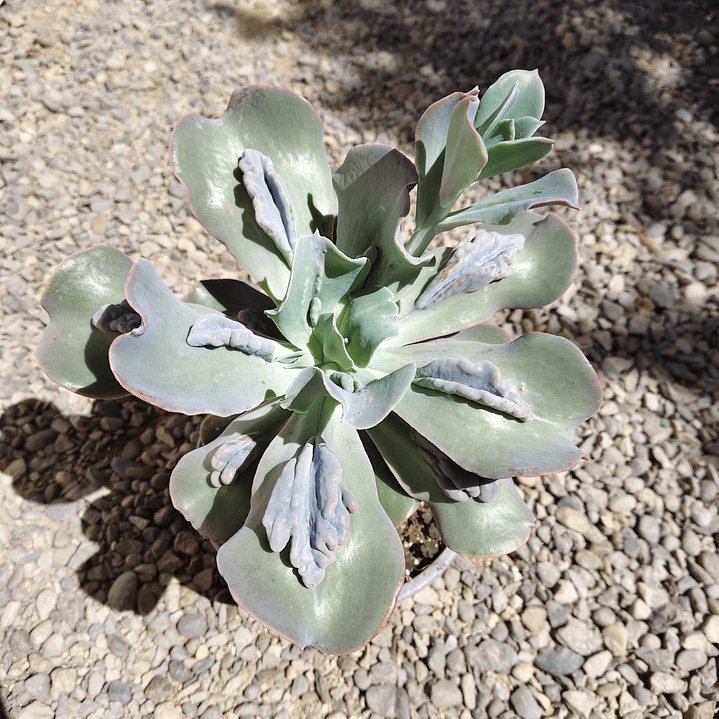 Echeveria Paul Bunyan XL 1