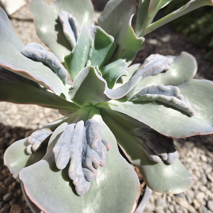 Echeveria Paul Bunyan XL 4