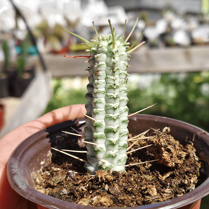 Euphorbia Mammilaris Variegada 2