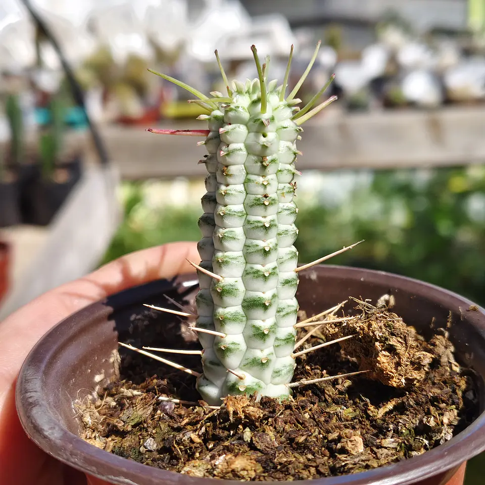 Euphorbia Mammilaris Variegada 2
