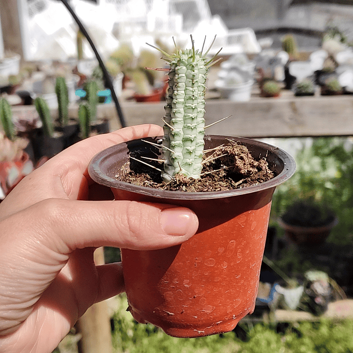 Euphorbia Mammilaris Variegada 1