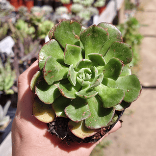 Echeveria Joan Daniels