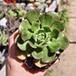 Echeveria Joan Daniels - Miniatura 1