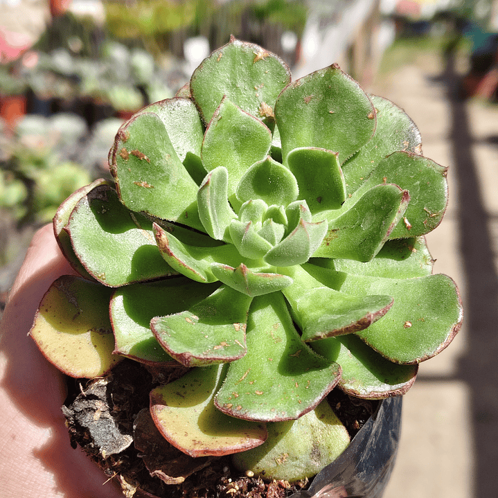 Echeveria Joan Daniels 4