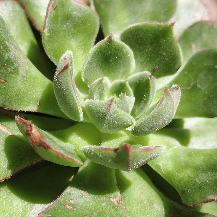 Echeveria Joan Daniels 2