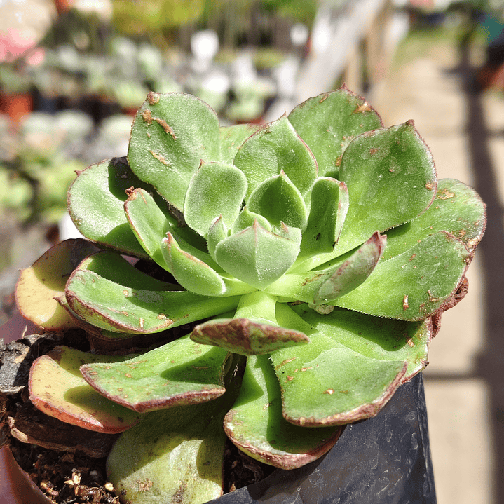 Echeveria Joan Daniels 3