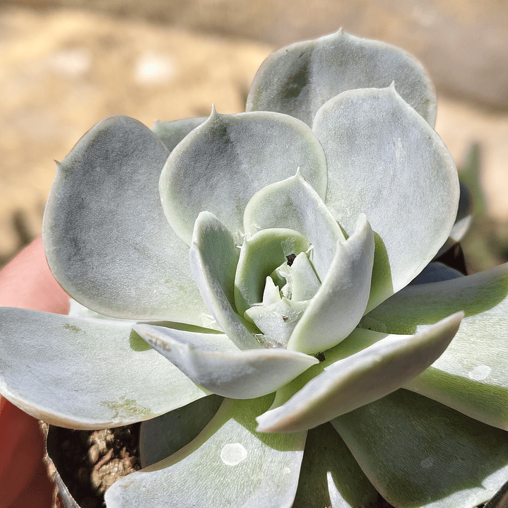 Echeveria Blue Surprice 2