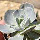 Echeveria Blue Surprice - Miniatura 2