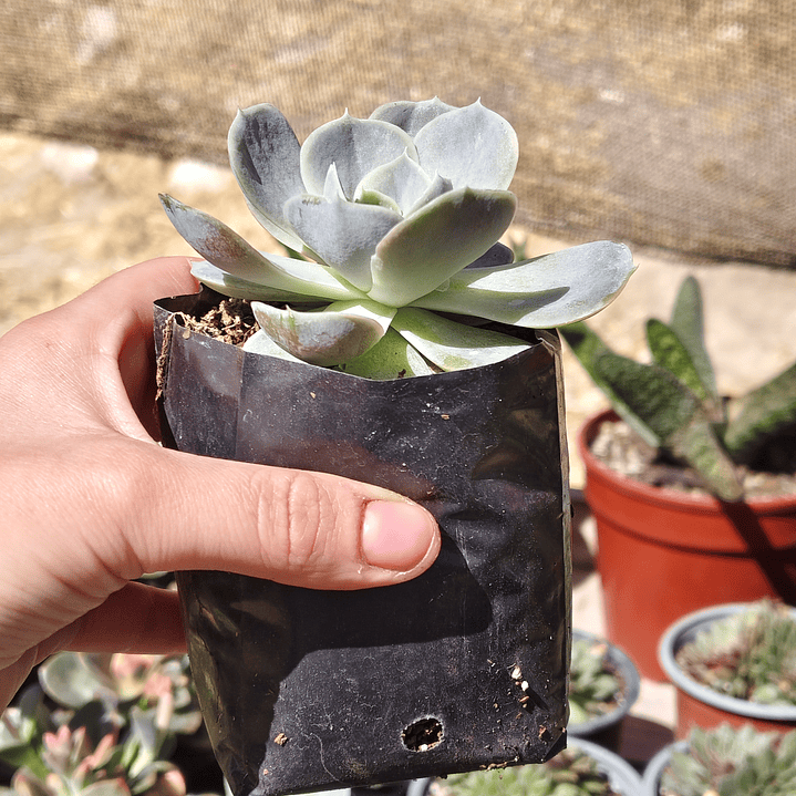 Echeveria Blue Surprice 4