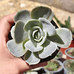 Echeveria Blue Surprice