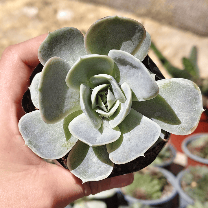 Echeveria Blue Surprice 1