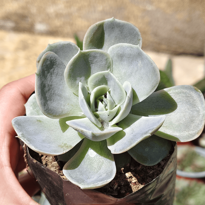 Echeveria Blue Surprice 3